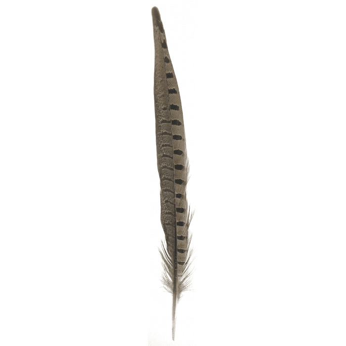 Pheasant Feather Dark Brown w/ Black Spots 12"-14" - Half Dozen Pack