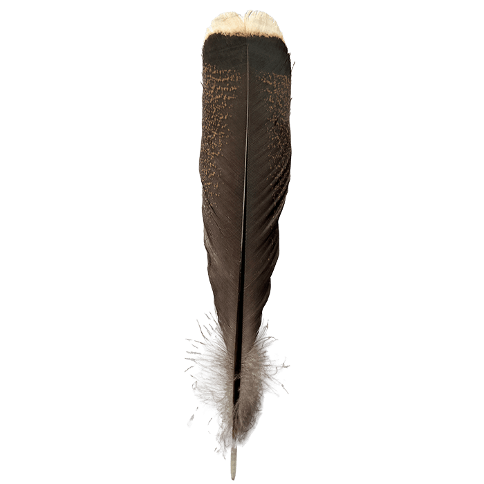 Turkey Square Feather Tail 10"-12"